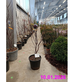 Acer palm. 'Bloodgood' C 18 L